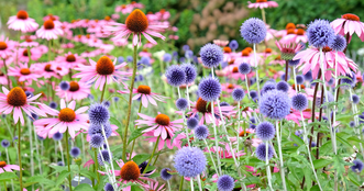 Year-Round Gardening: Perennials and Plants That Thrive Across the Seasons in New Zealand