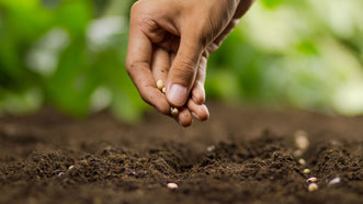 Seed Sowing for Earlybirds
