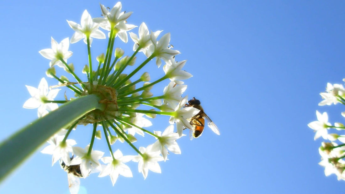 Bee Pollination Poster