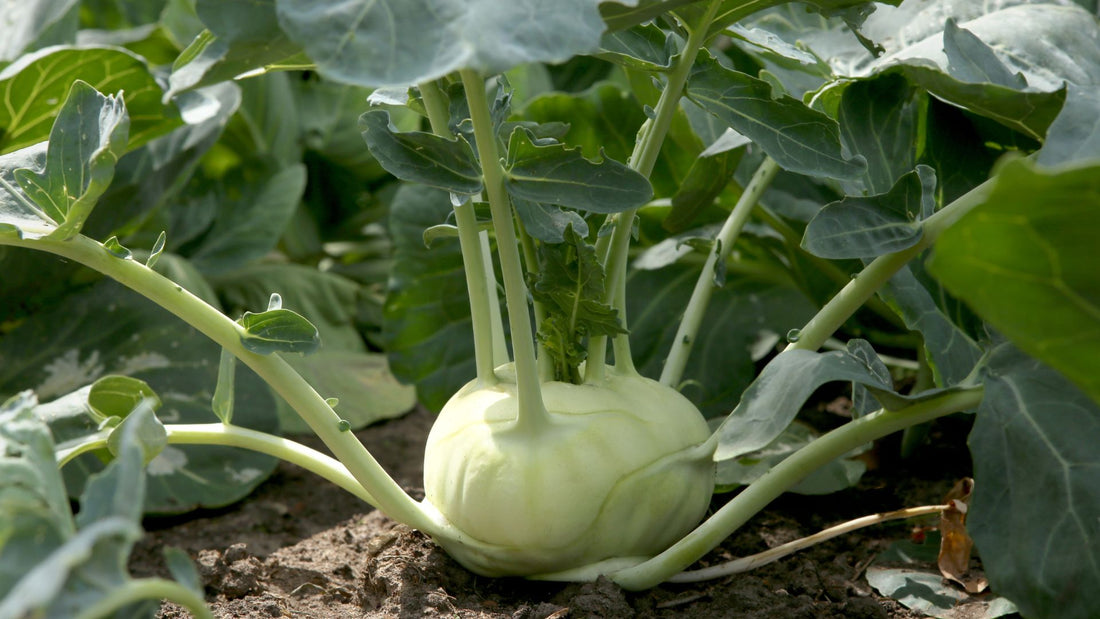 Kohlrabi