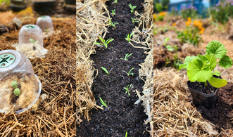Labour Weekend Gardening NZ - Kings Seeds