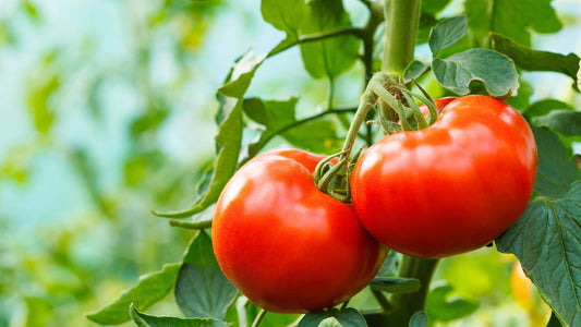 Controlling the tomato/potato pysllid in the home garden