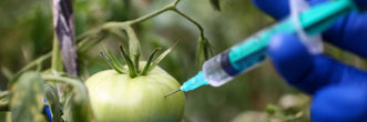 Why you shouldn't save hybrid seed