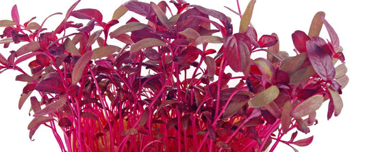 Amaranth Blog