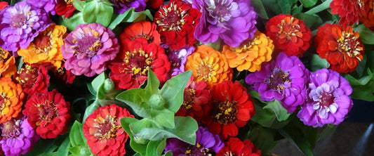 Zinnia Zing - A wonderful Bouquet Filler