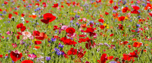 Autumn Wildflowers