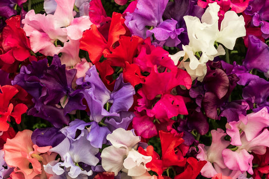 Beautiful, beautiful Sweet Peas