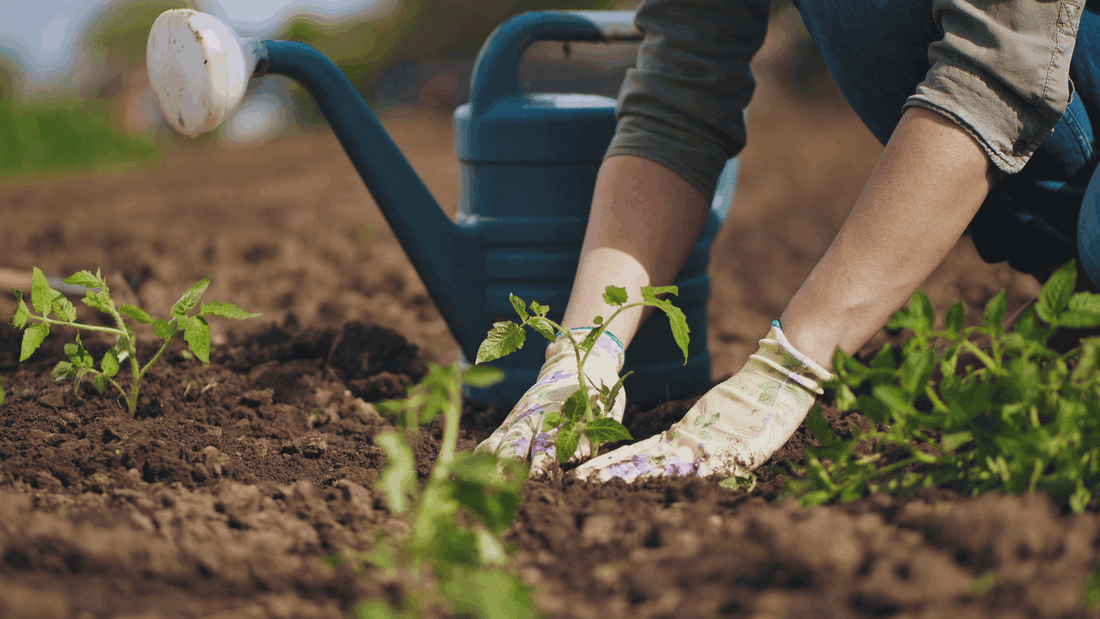 Beginners Guide to Getting Gardening
