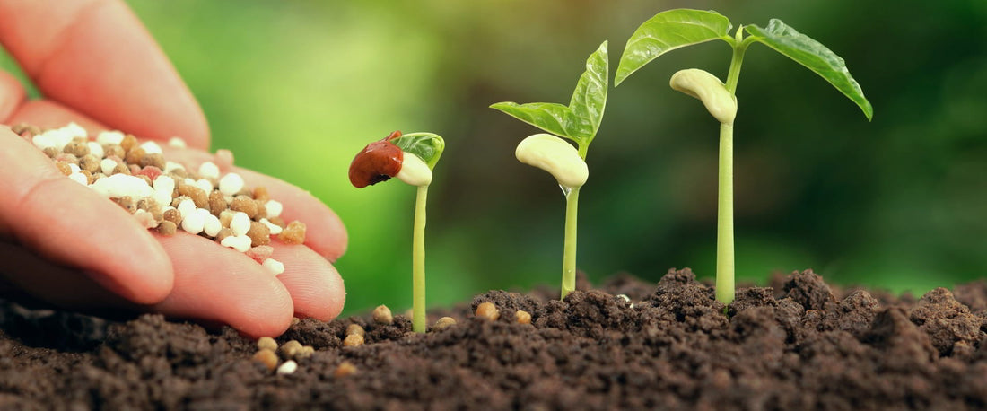 Best Tips & Techniques for Sowing Seeds