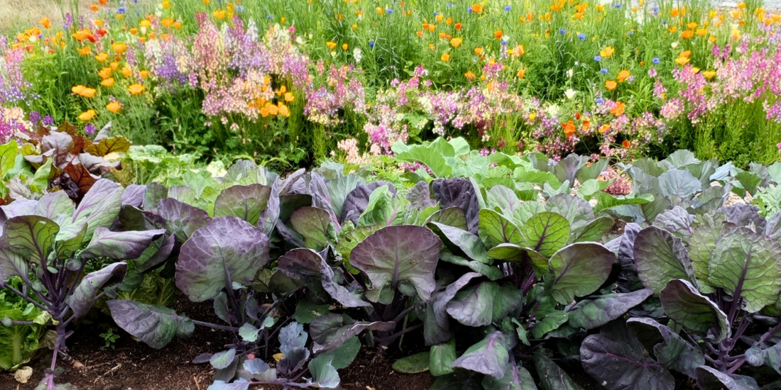 How to Grow Cabbage in NZ – Kings Seeds