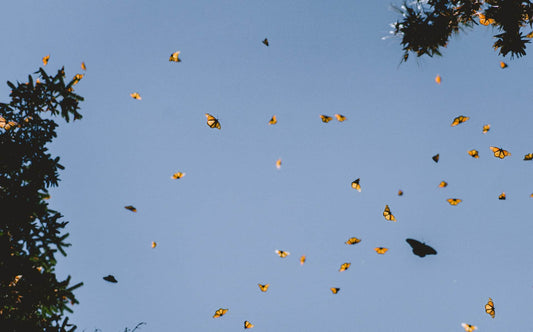 Buzzing & Beauty in your Garden