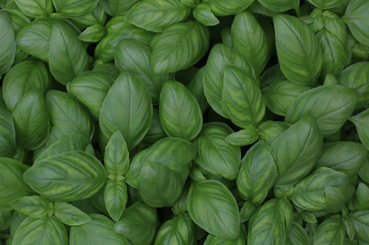 Culinary Herbs