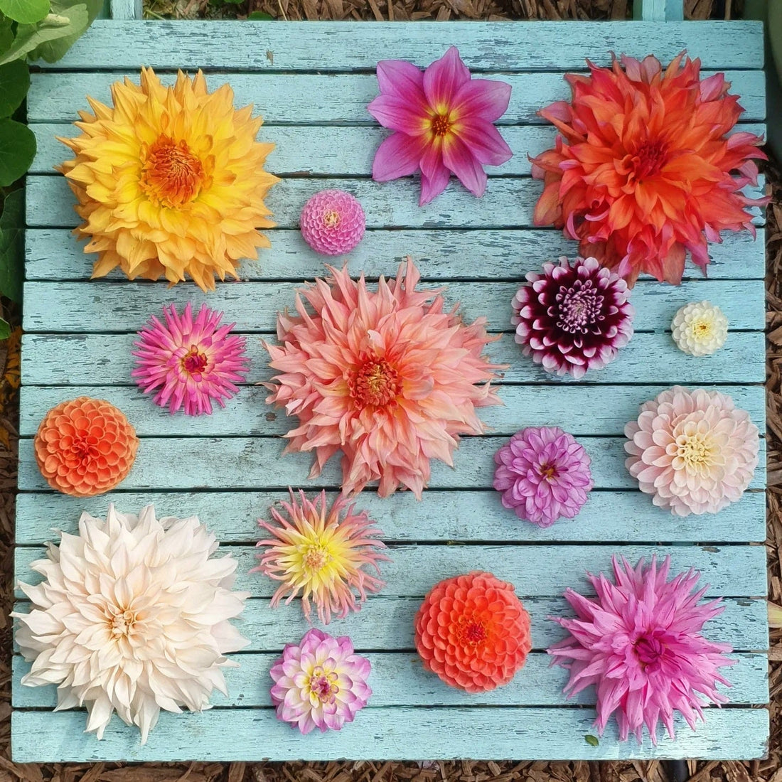 Growing Dahlias From Seed in New Zealand