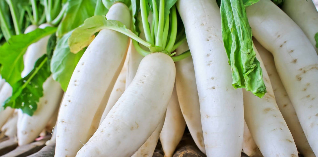 Daikon Radishes