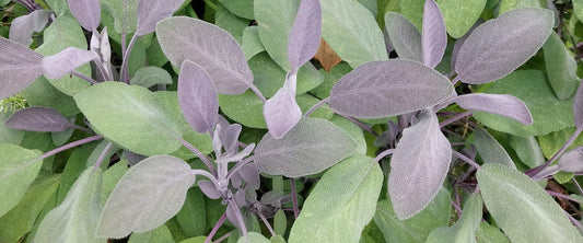 Don’t let your excess herbs go to waste!