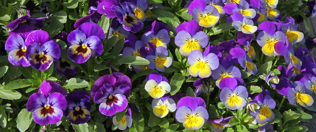 NZ Edible Flowers