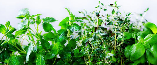 Emphasis on Fresh Herbs
