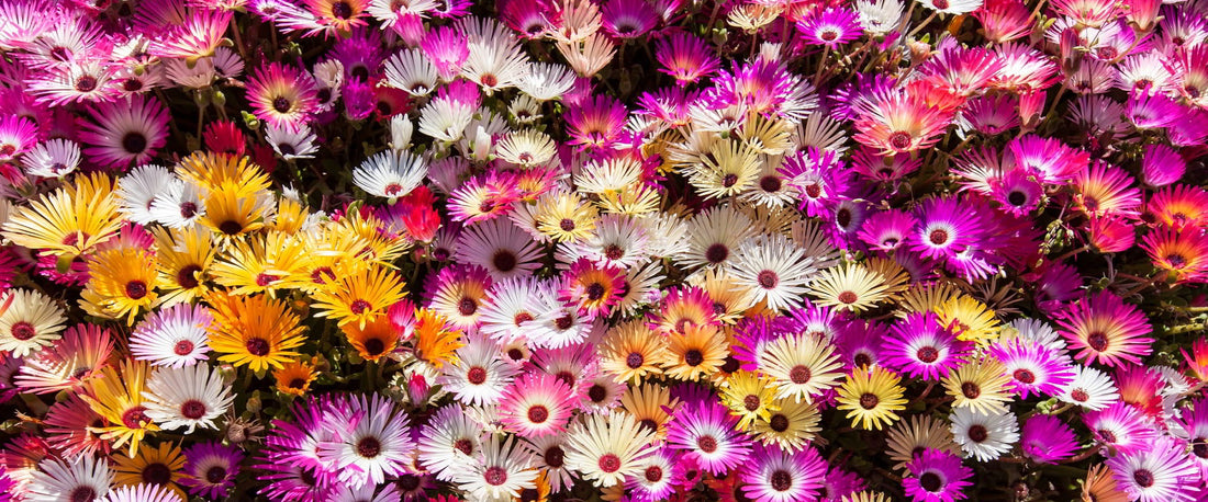 Flowering Ground Covers