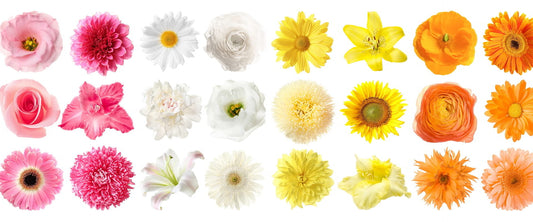 Flowers & their Meanings