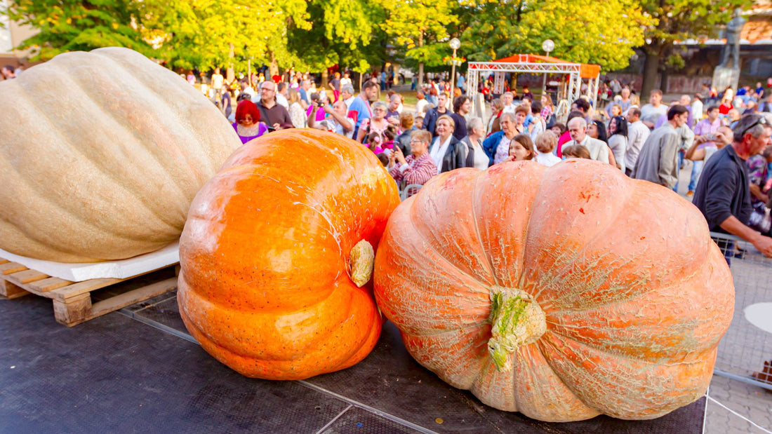 So you want to grow a giant pumpkin......