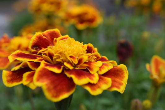 Growing Amazing Marigolds