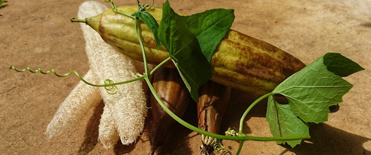 Growing Asian Vining Cucurbits
