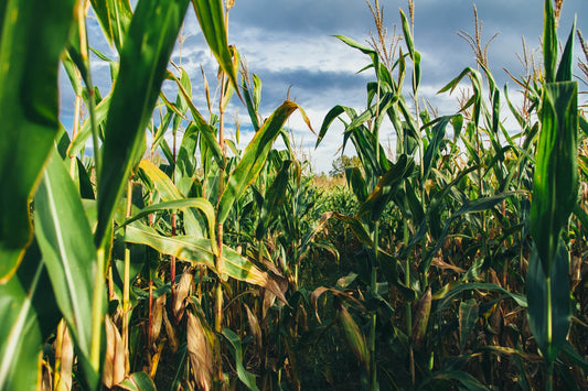 Growing Sweet Corn