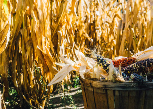 Growing Your own Harvest