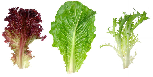 Guide to Growing Endive, Chicory and Lettuce