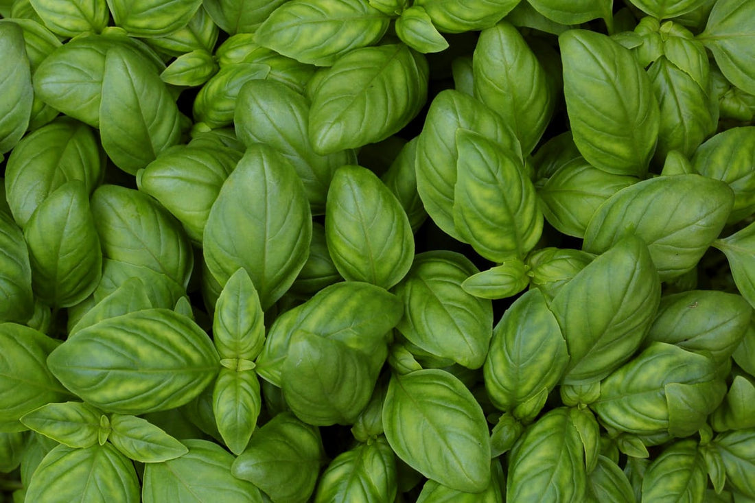 Guide to Growing & Using Basil