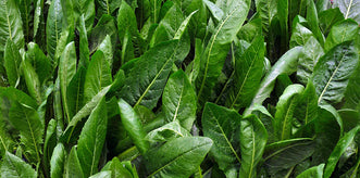 Herbal Ley for Grazing Animals
