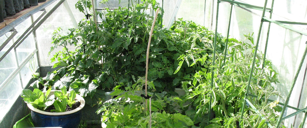 How much can you grow in a small space? – Kings Seeds NZ