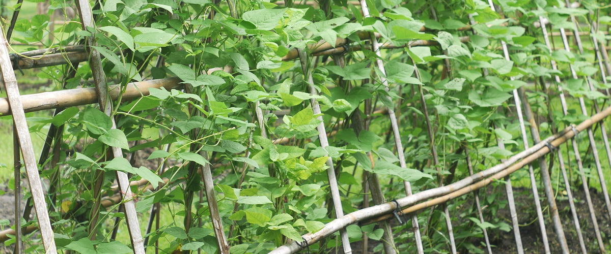 Climbing Beans Python How to Grow Climbing Beans – Kings Seeds NZ