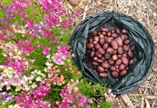 How to Grow Potatoes in New Zealand - Kings Seeds NZ