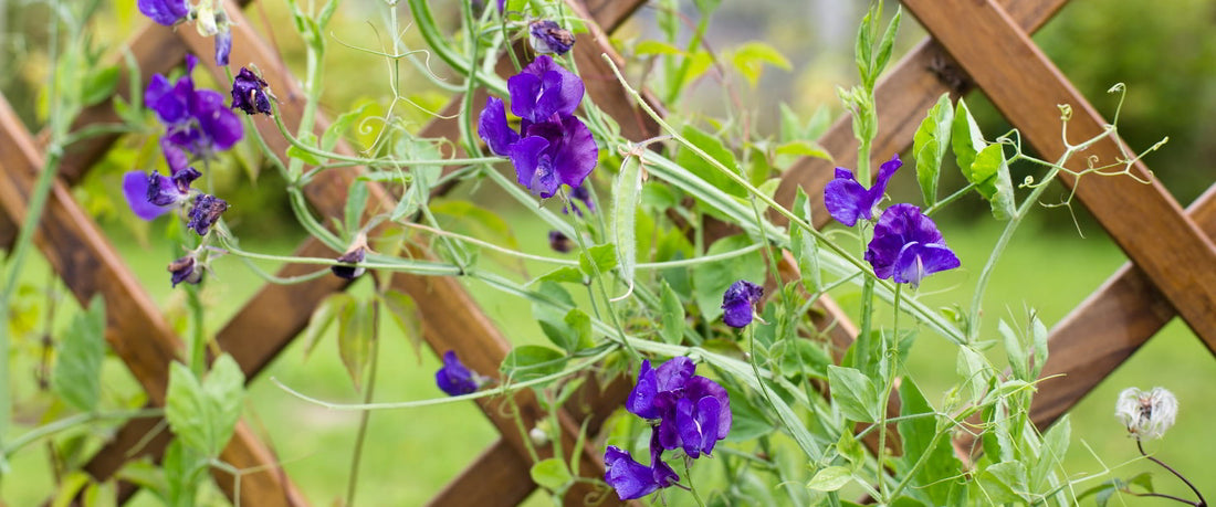 Ideas for creating DIY trellis