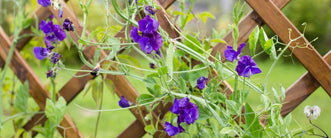 Ideas for creating DIY trellis