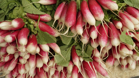 Instant Gratification for Gardeners - Radishes