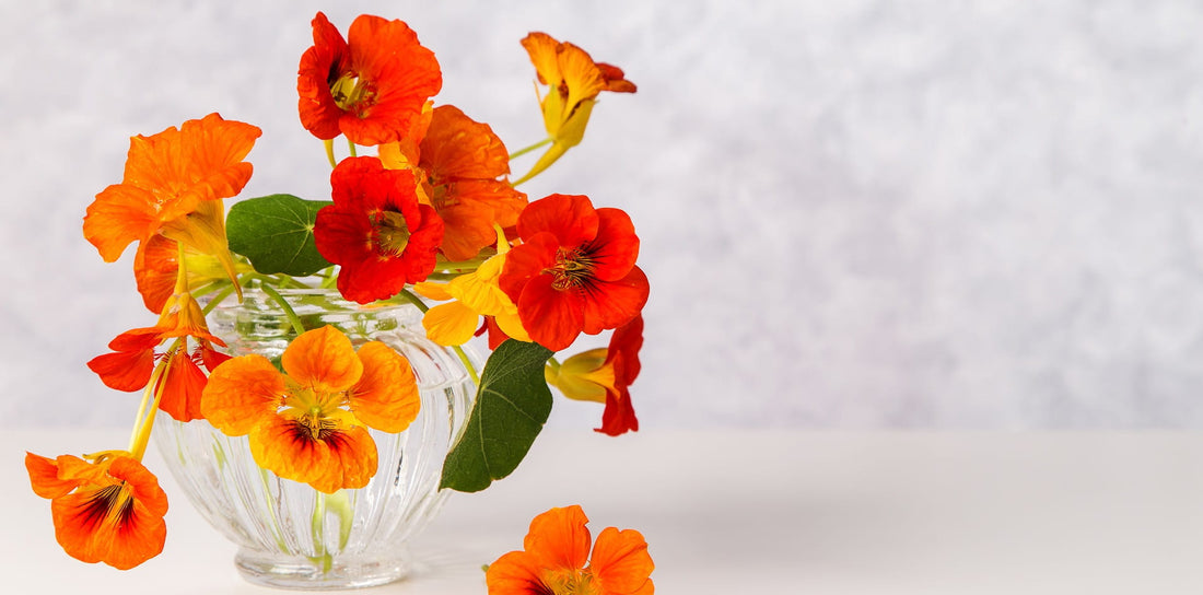 Kings Seeds Nasturtiums