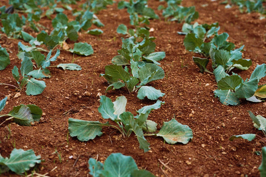 Kohlrabi -Brassica Oleracea Gongylodes