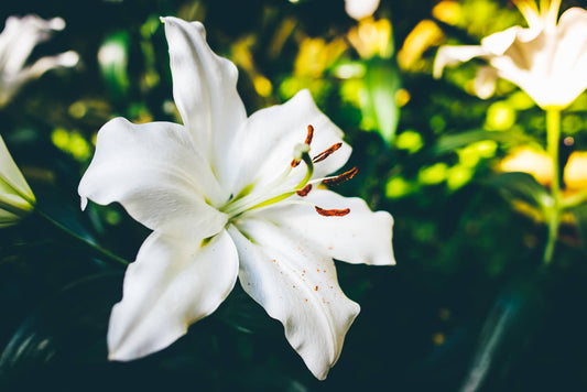 Lilies