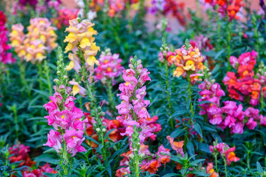My Favourite Flowers