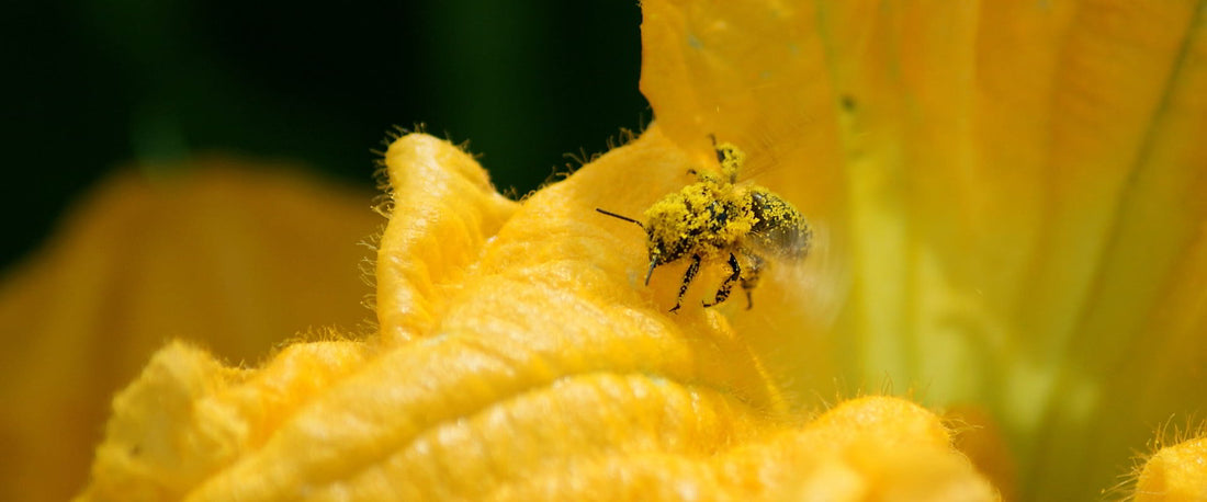Open Pollinated, Heirloom or Hybrid - Deciding Which Types of Seeds to Grow