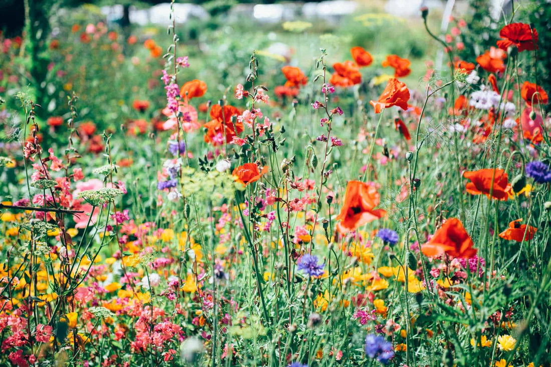 Our Favourite Bedding Flowers