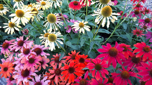 Our Favourite Border Flowers