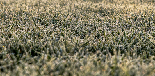 Protecting your crops from Jack Frost