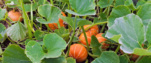 Pumpkin & Squash Tips