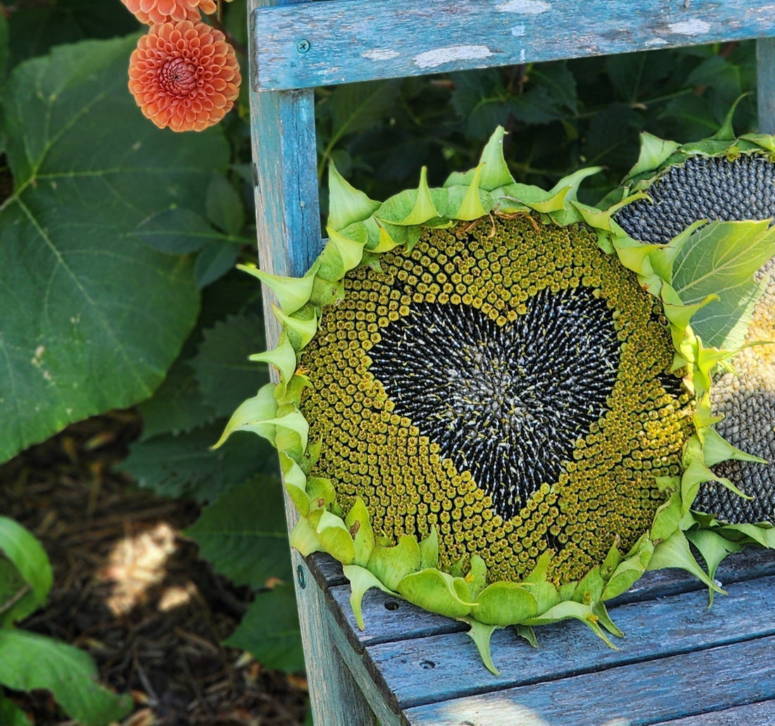 The Ultimate Guide to Sowing Sunflower Seeds – Kings Seeds