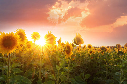 Everyone loves sunflowers!