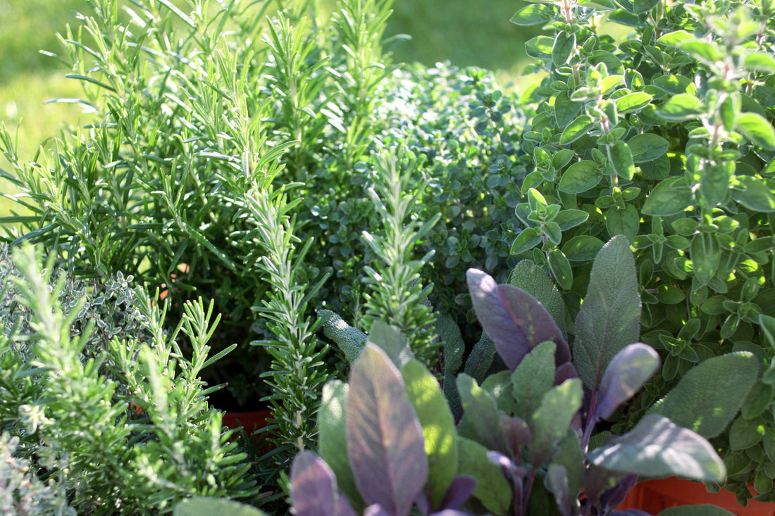 Herb Companion Planting Guide - Kings Seeds