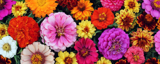 How to Grow Zinnias – Kings Seeds